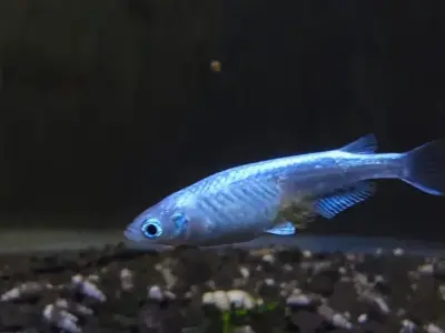 Platinum “Miyuki” Medaka Rice Fish – Bright Metallic Topline, Hardy & Active (Listing for 1) 3