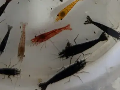 6 Skittles Shrimp (Neocaridina) – Mixed Colors, Hardy & Active Aquarium Clean-Up Crew 3