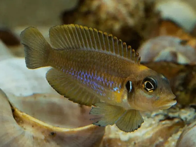 Blue Ocellated Shell-Dweller (1–2 cm)