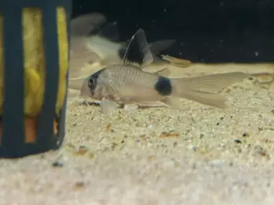 Panda Corydoras - Healthly Sub Adult Group of 15