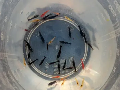 6 Skittles Shrimp (Neocaridina) – Mixed Colors, Hardy & Active Aquarium Clean-Up Crew