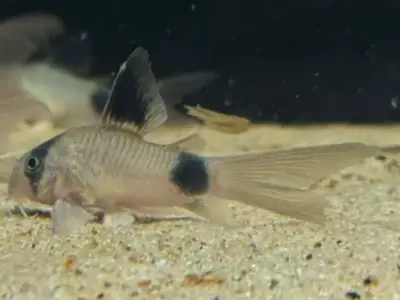  Panda Corydoras - Healthly Sub Adult Group of 15 2