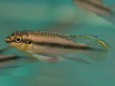 Kribensis Cichlid – Adult Male