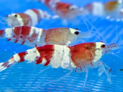 Red Crystal Shrimp – SS Grade (1.2–1.5 cm) - Group of 6 3
