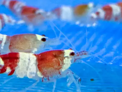 Red Crystal Shrimp – SS Grade (1.2–1.5 cm) - Group of 6 2