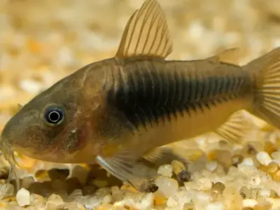 15 Bronze Corydoras Breeding Group 3-3.5cm Healthy Tropical Freshwater Aquarium Fish