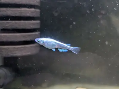 Platinum “Miyuki” Medaka Rice Fish – Bright Metallic Topline, Hardy & Active (Listing for 1) 2