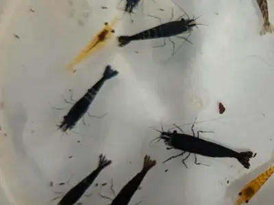 6 Skittles Shrimp (Neocaridina) – Mixed Colors, Hardy & Active Aquarium Clean-Up Crew 4