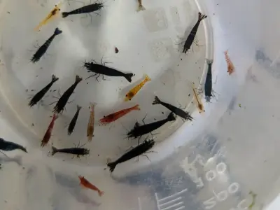 6 Skittles Shrimp (Neocaridina) – Mixed Colors, Hardy & Active Aquarium Clean-Up Crew 2