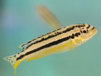 Melanochromis Auratus – Juvenile/Subadult