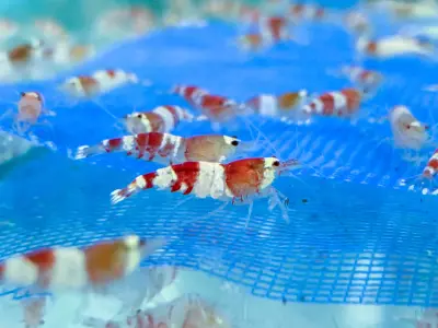Red Crystal Shrimp – SS Grade (1.2–1.5 cm) - Group of 6