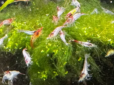 Red Rili Shrimp 1cm -2cm