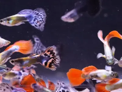 Mixed Adult Assorted guppies M+F Group of 6 3