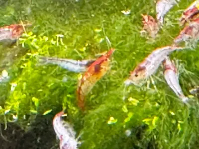 Red Rili Shrimp 1cm -2cm 2