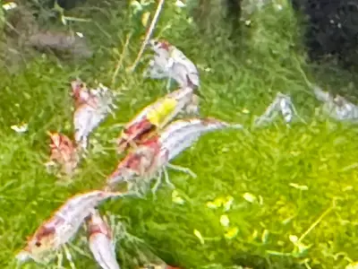 Red Rili Shrimp 1cm -2cm 3