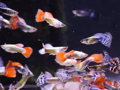 Mixed Adult Assorted guppies M+F Group of 6