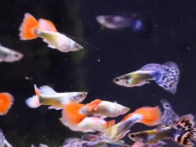 Mixed Adult Assorted guppies M+F Group of 6 5