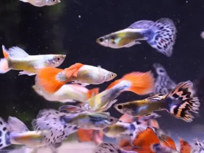 Mixed Adult Assorted guppies M+F Group of 6 2