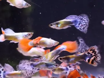 Mixed Adult Assorted guppies M+F Group of 6 4