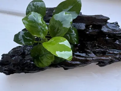Anubias plant attached to driftwood 15cm long