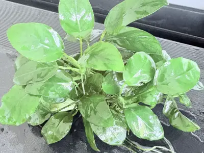 Anubias Bunch healthly low light plant