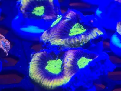 🔥 Dragon Soul Favia 🔥frag  2