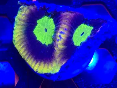 🔥 Dragon Soul Favia 🔥frag  3