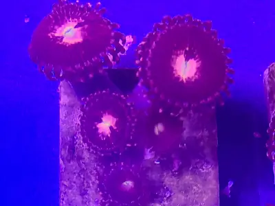 Vibrant Purple Bee Zoa Frag  4+ Glowing Heads of Colour! 3