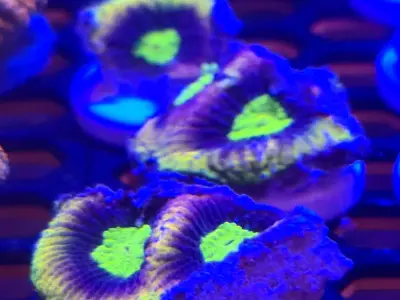 🔥 Dragon Soul Favia 🔥frag 