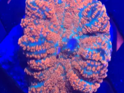 🔥 Forest Fire Mushroom Coral 🔥 2