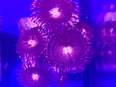 Vibrant Purple Bee Zoa Frag  4+ Glowing Heads of Colour!