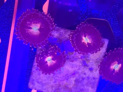 Vibrant Purple Bee Zoa Frag  4+ Glowing Heads of Colour! 2