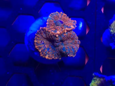🔥 Forest Fire Mushroom Coral 🔥
