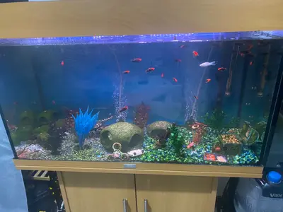 Fish tank with all the accessories 