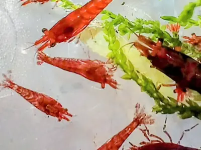 Red Cherry Shrimp – 1.2–1.5 cm 2