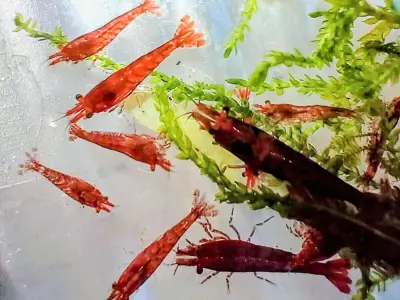 Red Cherry Shrimp – 1.2–1.5 cm