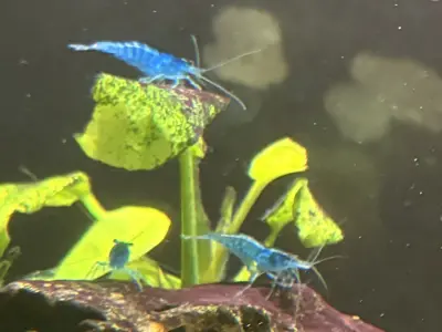Blue Neocaridina Shrimp – 1.2–1.5 cm