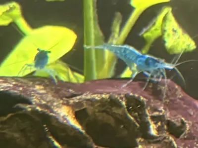 Blue Neocaridina Shrimp – 1.2–1.5 cm 2