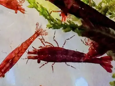 Red Cherry Shrimp – 1.2–1.5 cm 3