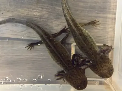 Wild-Type (Brown) Axolotl – 6–8 Inches – Listing for 1