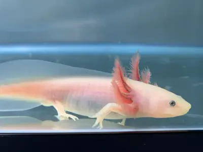 Pink Leucistic Axolotl – 6–8 Inches – Listing is for 1 2