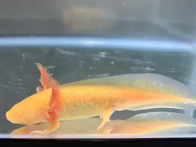 Gold Albino Axolotl – 6–8 Inches
