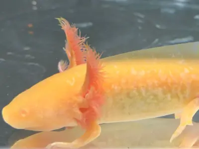 Gold Albino Axolotl – 6–8 Inches 2