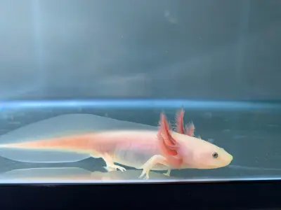 Pink Leucistic Axolotl – 6–8 Inches – Listing is for 1