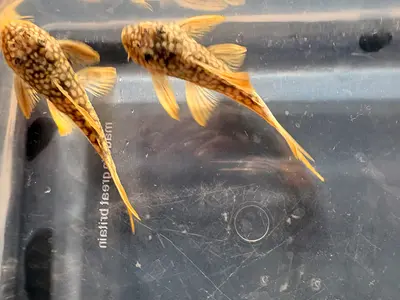 L014 - Sunshine Pleco 3