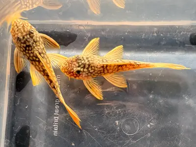 L014 - Sunshine Pleco 2