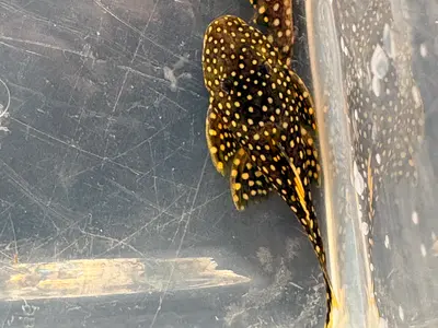 L018 - Gold nugget Pleco