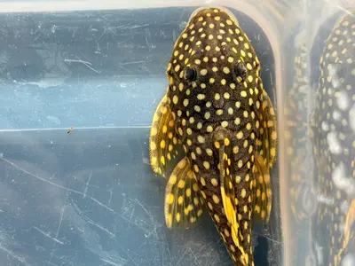 L018 - Gold nugget Pleco 2