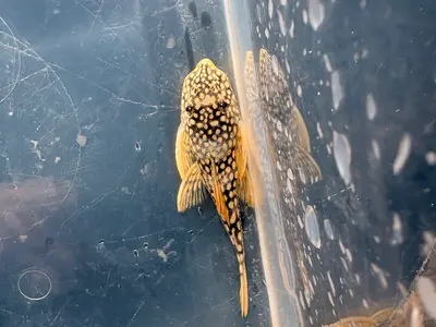 L014 - Sunshine Pleco